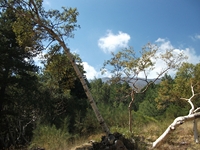 rrente Quarantore-20110911 105